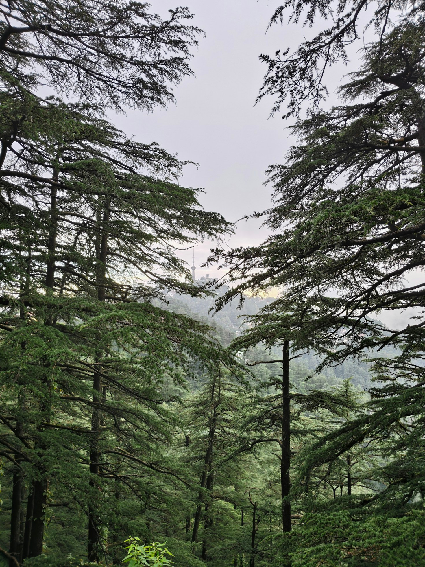 Forest bathing: il potere curativo della natura